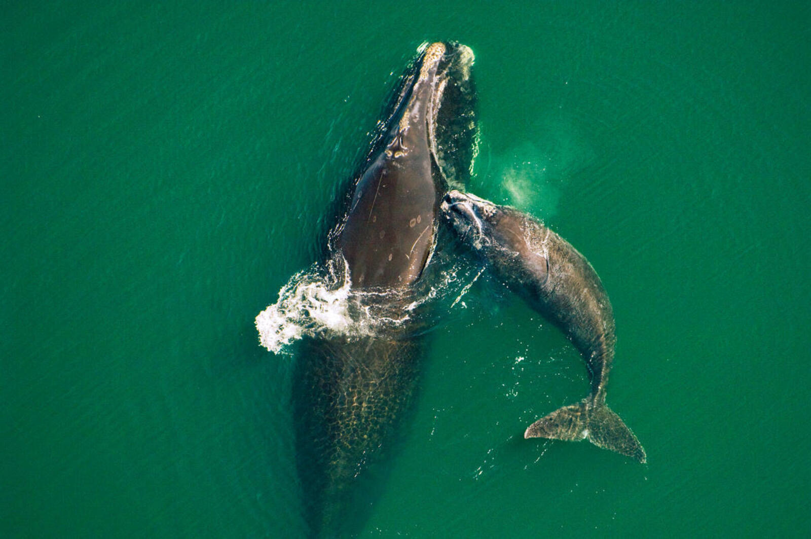 North Atlantic right whale and calf swim in green waters off the coast of Florida