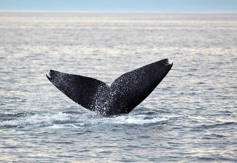 North Atlantic right whale tail coming out of the water on a gray day