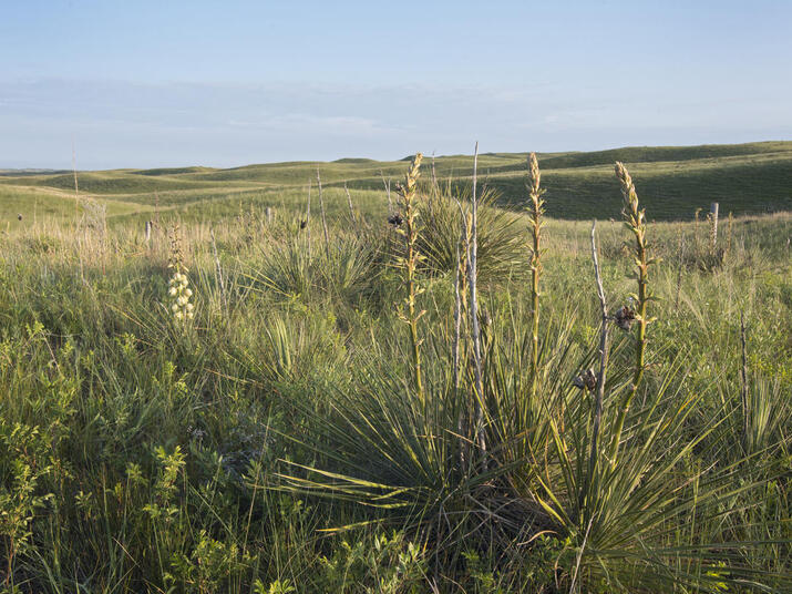 Yucca plant in the grasslands of Cody, Nebraska