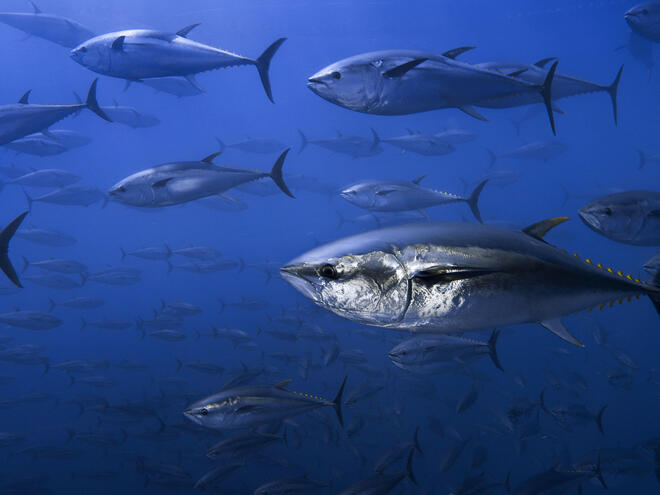 Northern bluefin tuna 
