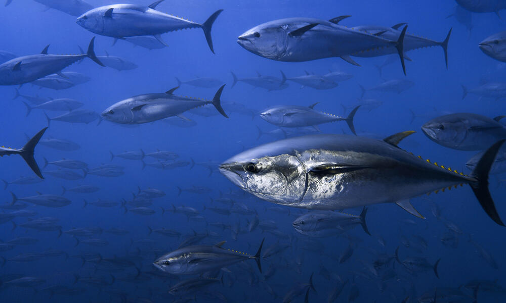 Northern bluefin tuna 