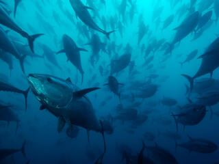 Northern bluefin tuna (Thunnus thynnus) in tuna ranching company's (Ecolo Fish) cages, being fattened for the sushi market, Mediterranean Sea, Spain.