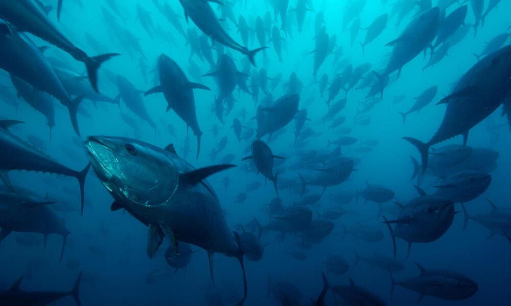 Northern bluefin tuna (Thunnus thynnus) in tuna ranching company's (Ecolo Fish) cages, being fattened for the sushi market, Mediterranean Sea, Spain.