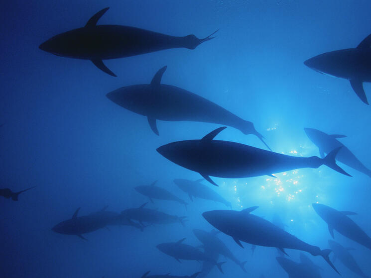 Northern bluefin tuna swim inside a 'Mattanza' net off the island of San Pietro, Italy.