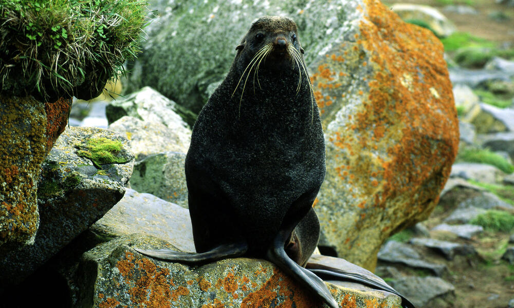 Northern fur seal (Callorhinus ursinus); Bering Sea, Arctic Ocean, Arctic