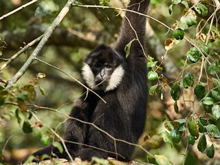Black gibbon with white cheeks sitting in the trees looking at the camera