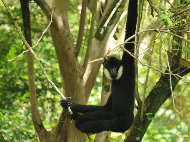 A black monkey with white cheeks hanging by one arm from a tree branch in a forest and looking at the camera