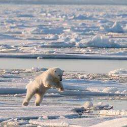 Polar bear jumping on ice