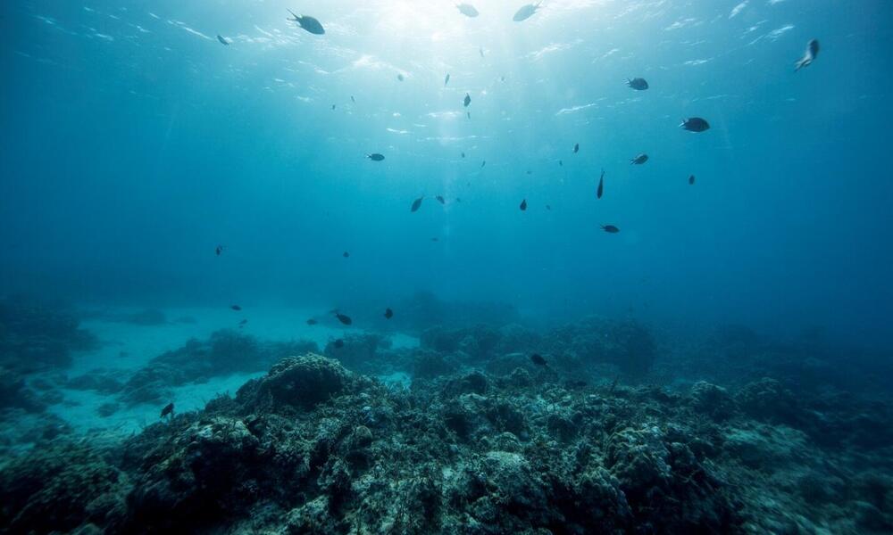 Underwater off the coast of Nuarro, Mozambique