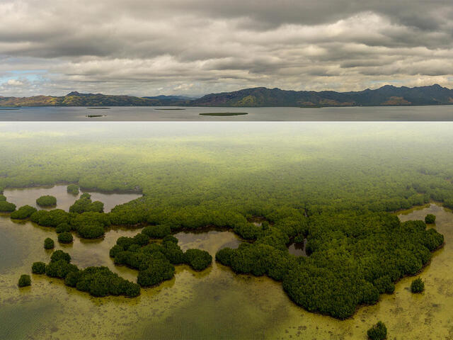 Aerial panorama of mangrove islands