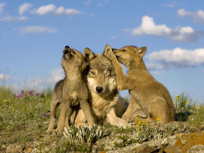 Grey wolf (Canis lupus) female and two wolf puppies, one is howling.