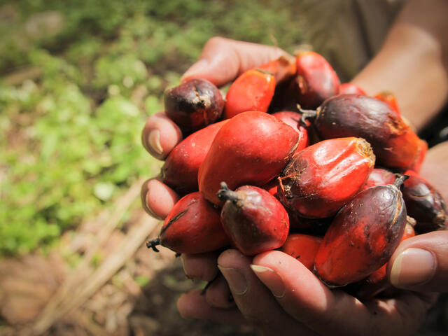 What is Palm Oil? Facts About the Palm Oil Industry