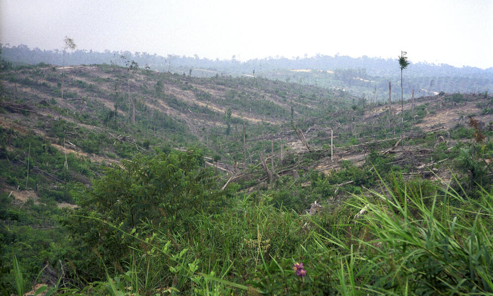 Clear-cutting for Oil palm
