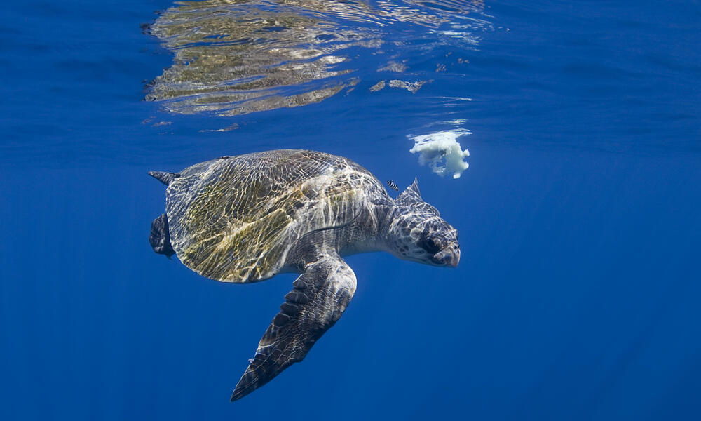 Olive Ridley Sea Turtle Habitat