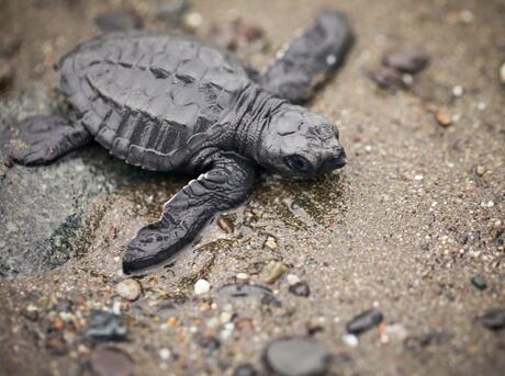 Olive Ridley sea turtle (Lepidochelys olivacea) on the beach in Punta Banco, Costa Rica