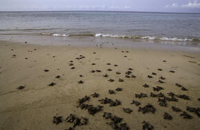 Olive Ridley Turtle Research