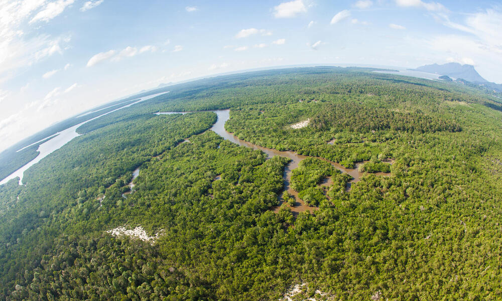 Aerial fisheye photo of forested landscape