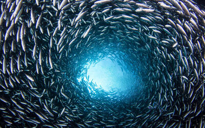 Landscape photo of a bank of fish