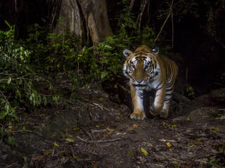 Tiger caught on camera trap in Nepal