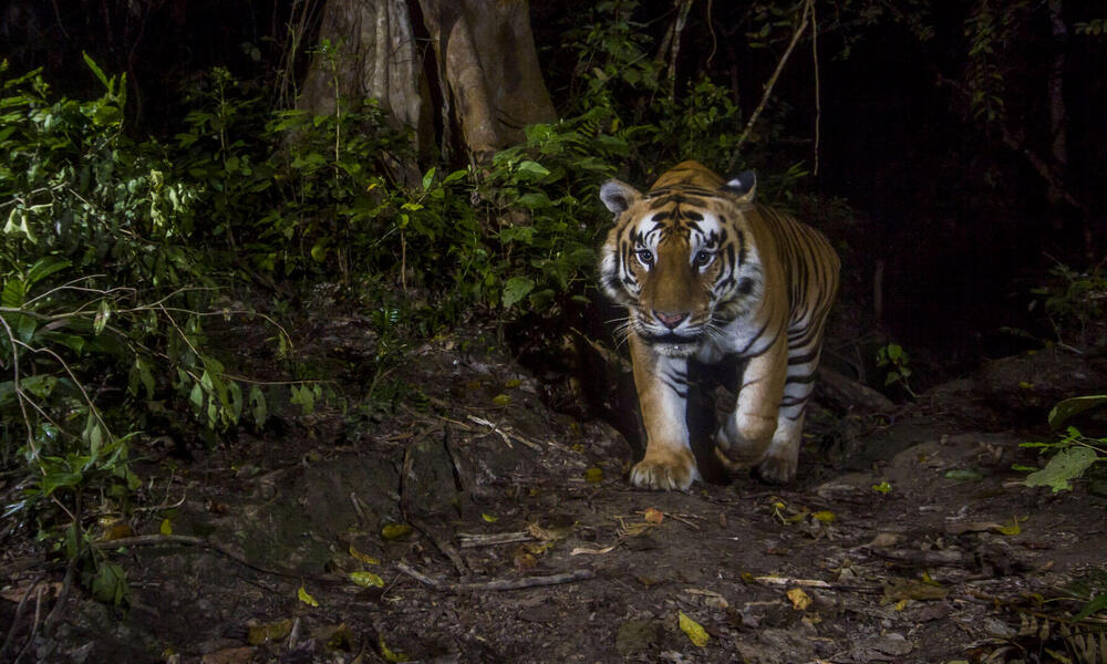 Tiger caught on camera trap in Nepal
