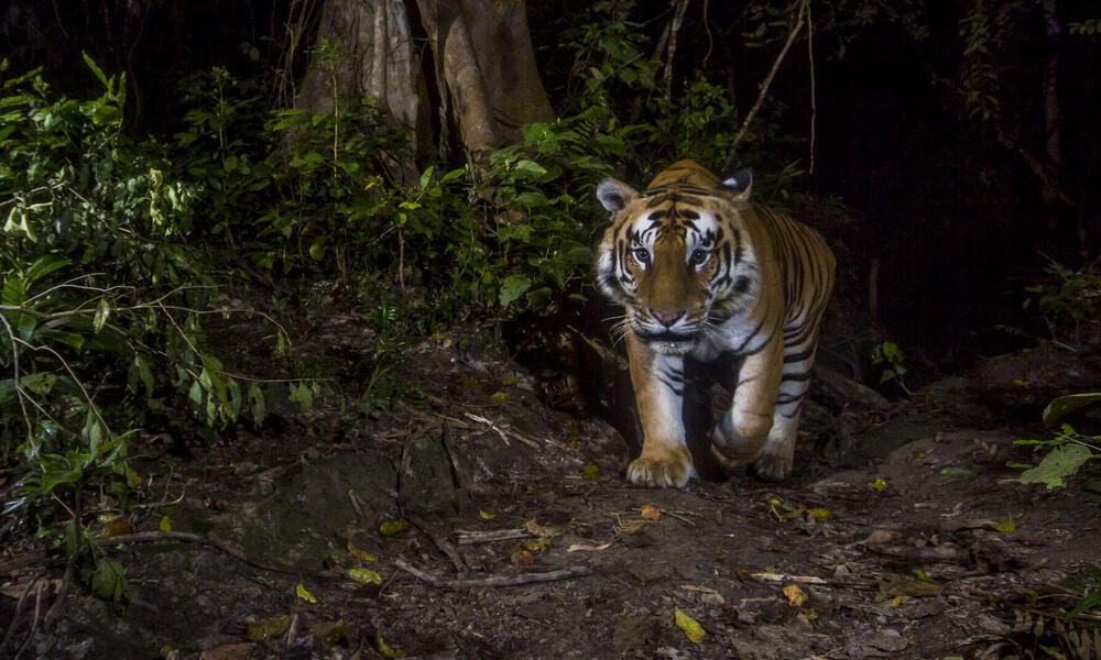 World's second breeding population of Indochinese tigers discovered in  Thailand's forests