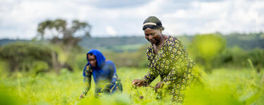 Two women working in a field