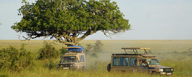 Safari jeeps in grasslands beneath tree
