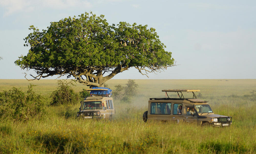 Safari jeeps in grasslands beneath tree