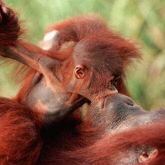 Orangutan mom and baby