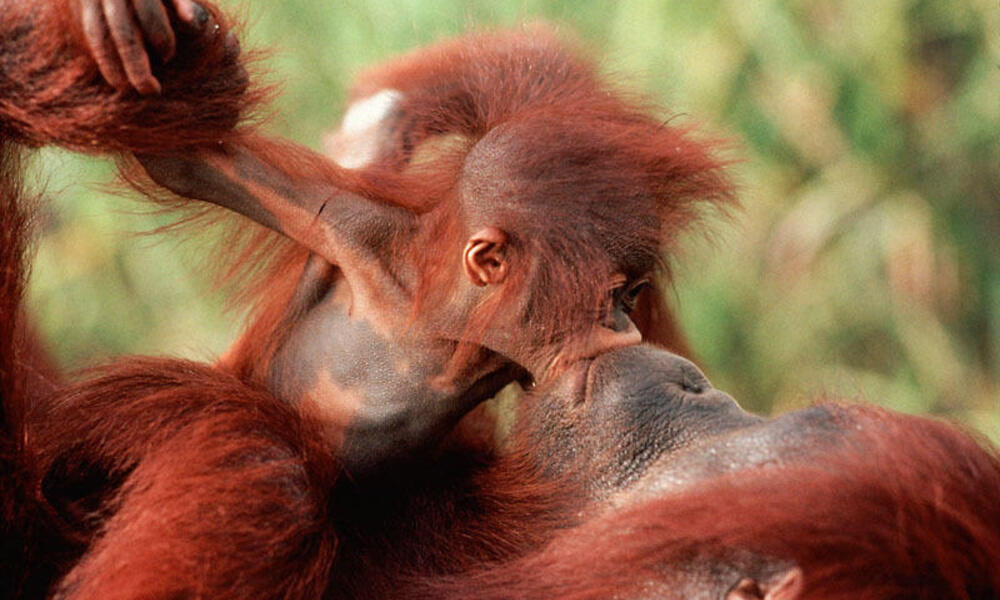 5 remarkable animal moms | Stories | WWF