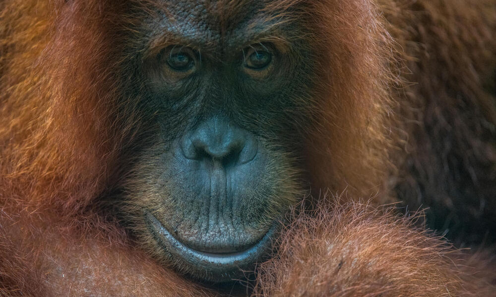 Orangutan face