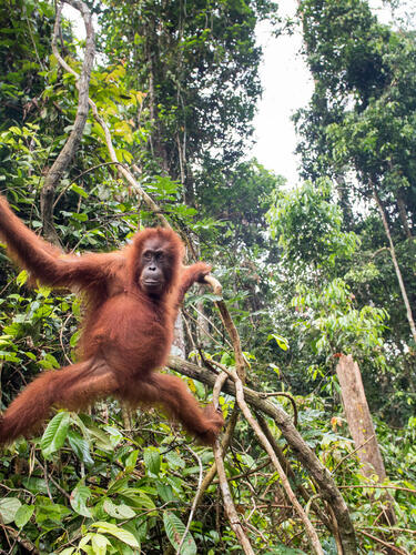 Orangutan hanging in tree