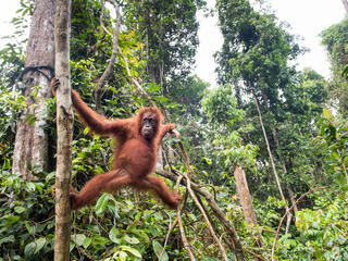 Orangutan hanging in tree