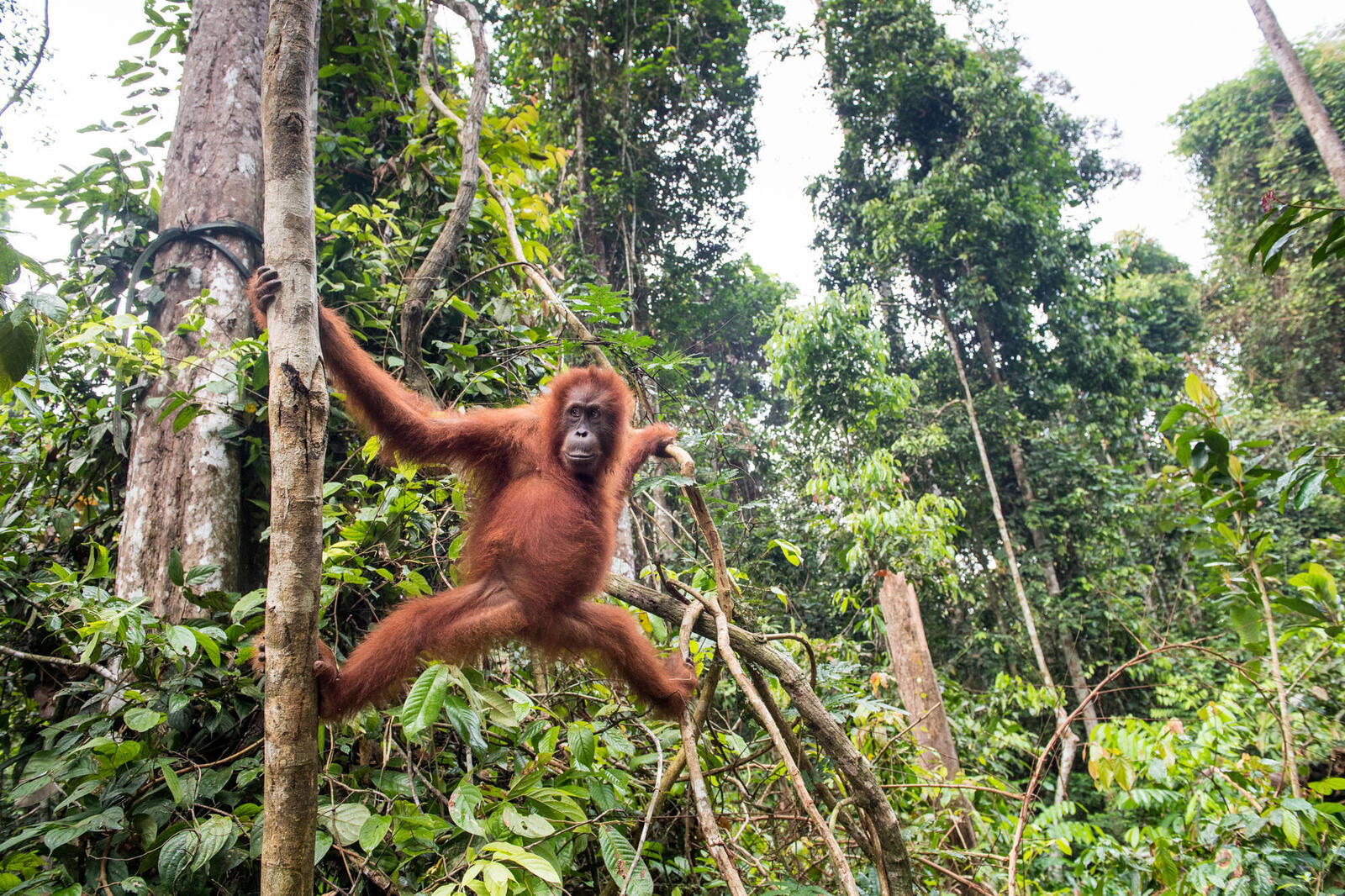 Orangutan hanging in tree