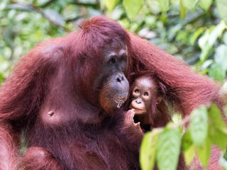 Bornean orangutan (Pongo pygmaeus) with infant at Camp Leakey on Borneo Island, Indonesia