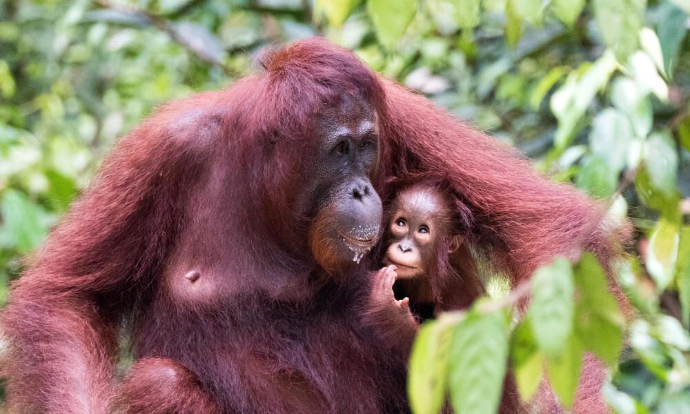 Bornean orangutan (Pongo pygmaeus) with infant at Camp Leakey on Borneo Island, Indonesia