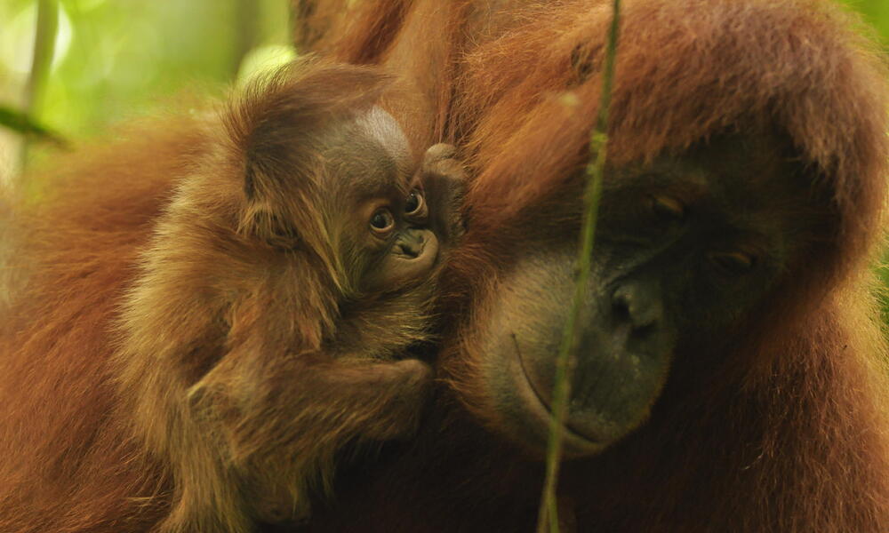 Orangutan Violet with her newborn baby