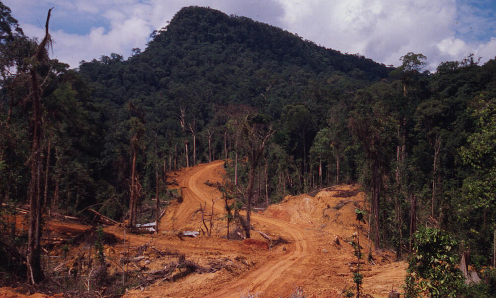 Orangutan habitat