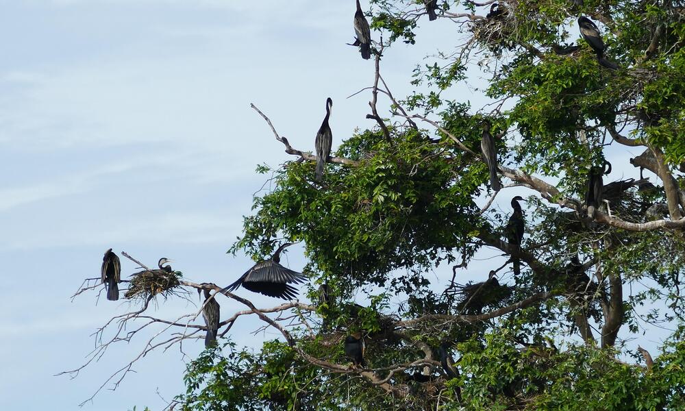 Oriental darters perch in Tram Chim National Park