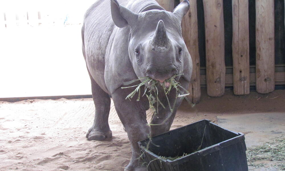 orphaned rhino  in South Africa