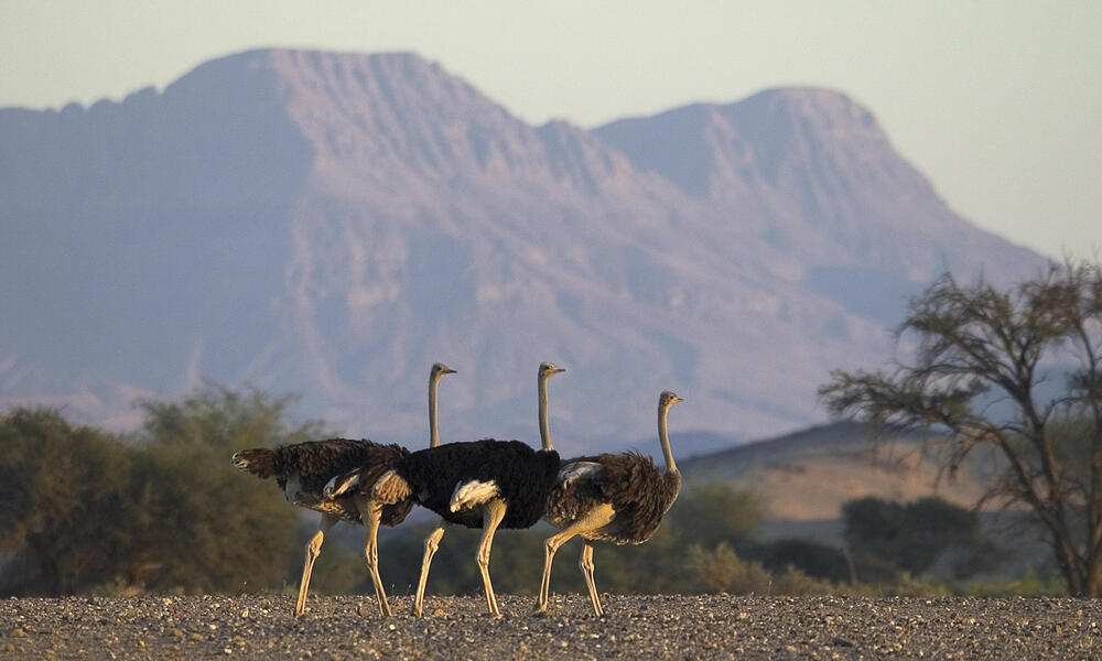 ostriches in the field