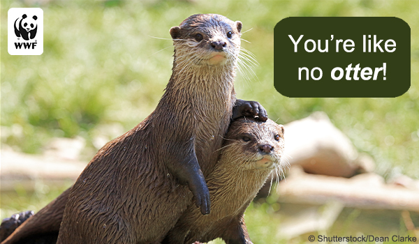 Otter Youre like no otter