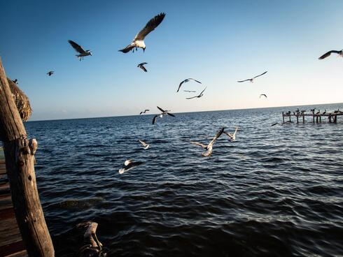 Water birds flying over ocean