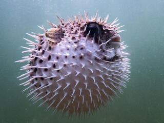 Puffer fish