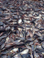 Overfishing, Piles of fish on Kayar beach, Senegal.