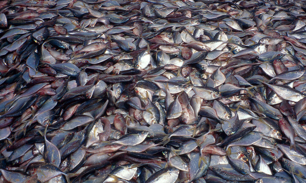 Overfishing, Piles of fish on Kayar beach, Senegal.