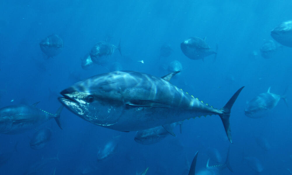 Pacific Bluefin Tuna