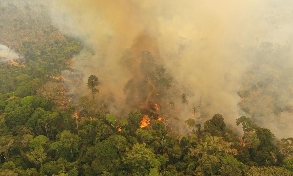 How to help the Amazon right now: WWF's Emergency Fund for Amazon Fires | Pages | WWF