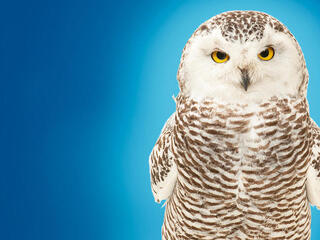 A white owl off center to the right looking directly at the camera in front of a blue gradient background.
