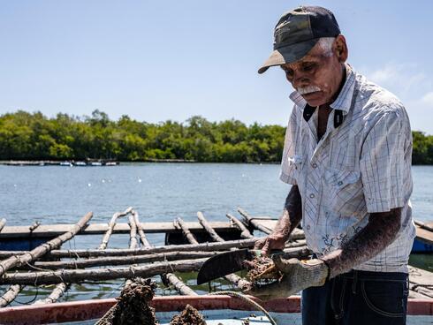Artisanal oyster harvesting in Boca de Camichin. 